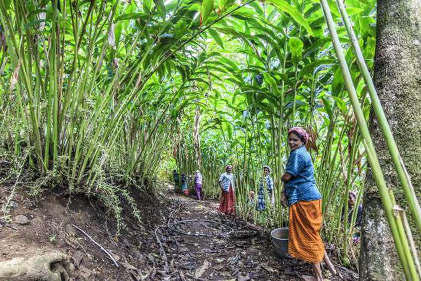 ഇടുക്കി ജില്ലയിലെ തോട്ടം മേഖലകളിലെ ജോലികൾക്ക് കളക്ടർ നിരോധനമേർപ്പെടുത്തി ഇടുക്കി ജില്ലയിലെ തോട്ടം മേഖലകളിലെ ജോലികൾക്ക് കളക്ടർ നിരോധനമേർപ്പെടുത്തി