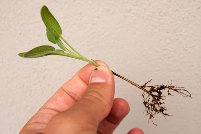 Young sage plant and root system