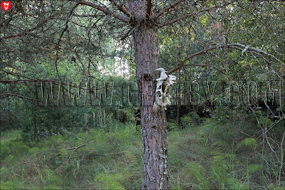 Череп коровы на дереве в лесу между Петуховщиной и Подъязовлем