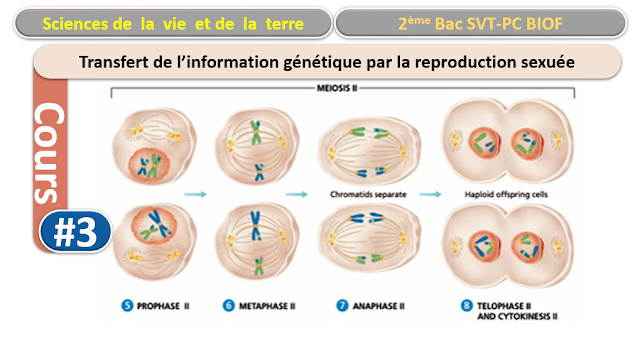 Unité 3 : Transfert de l’information génétique au cours de la reproduction sexuée – la génétique humaine