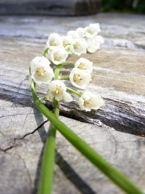 may 27, 2009 | lily-of-the-valley that my five-year-old picked