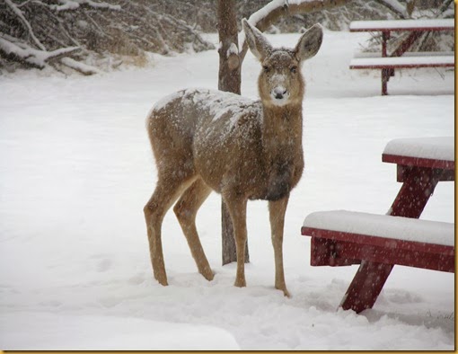 SnowyDeerPicnicTable