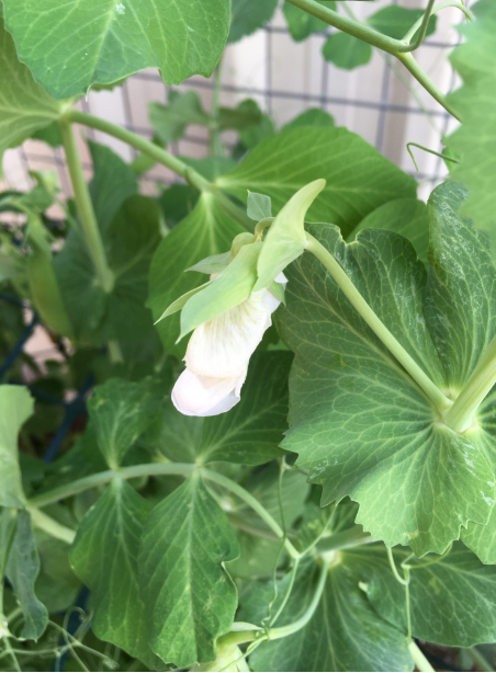 snow pea in flower