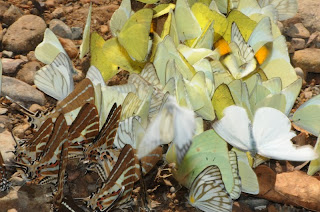 Common Albatross (Appias albina), Lemon Emigrant (Catopsila pomona), Common Gull (Cepora nerissa), Yellow Orange Tip (Ixias pyrene), Chain Swordtail (Graphium (Pathysa) aristeus hermocrates)