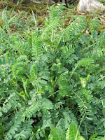 Salad burnet