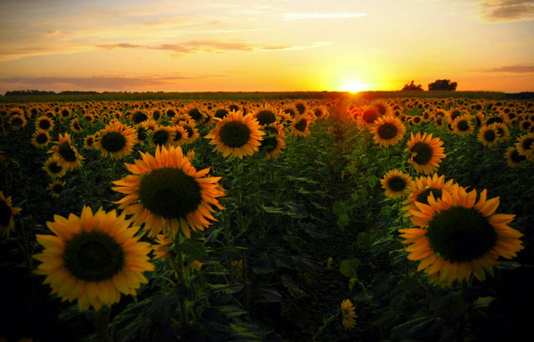 Bunga Matahari, Mari Mengenalnya Lebih Jauh! | Gambar Bunga