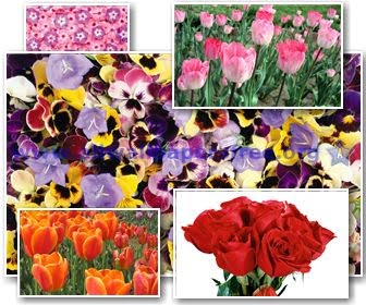 40 Beautiful Flowers Wallpapers 1920 X 1200 [Set 5]