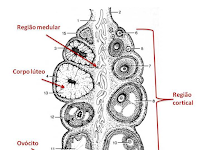 Estrutura Interna Do Sistema Reprodutor Feminino