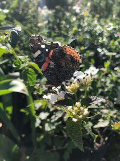 Red Admiral Butterfly