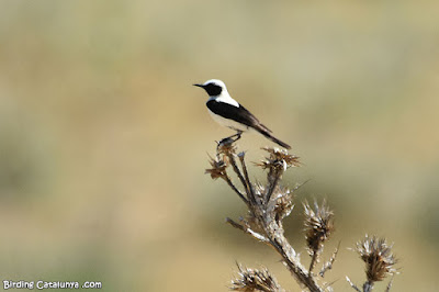 Còlit ros (Oenanthe hispanica)