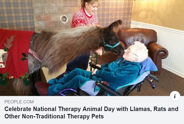 Vincent the Therapy Rat featured in People Pets for Therapy Animal Day