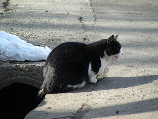 餌をねだる白黒猫