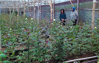  Bagaimana cara bunga mawar melakukan penyerbukan Cara Penyerbukan Bunga Mawar (Gambar Lengkap)