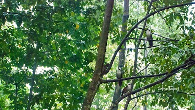 Kids spotted the white-crested laughing trush at Bukit Batok Nature Park