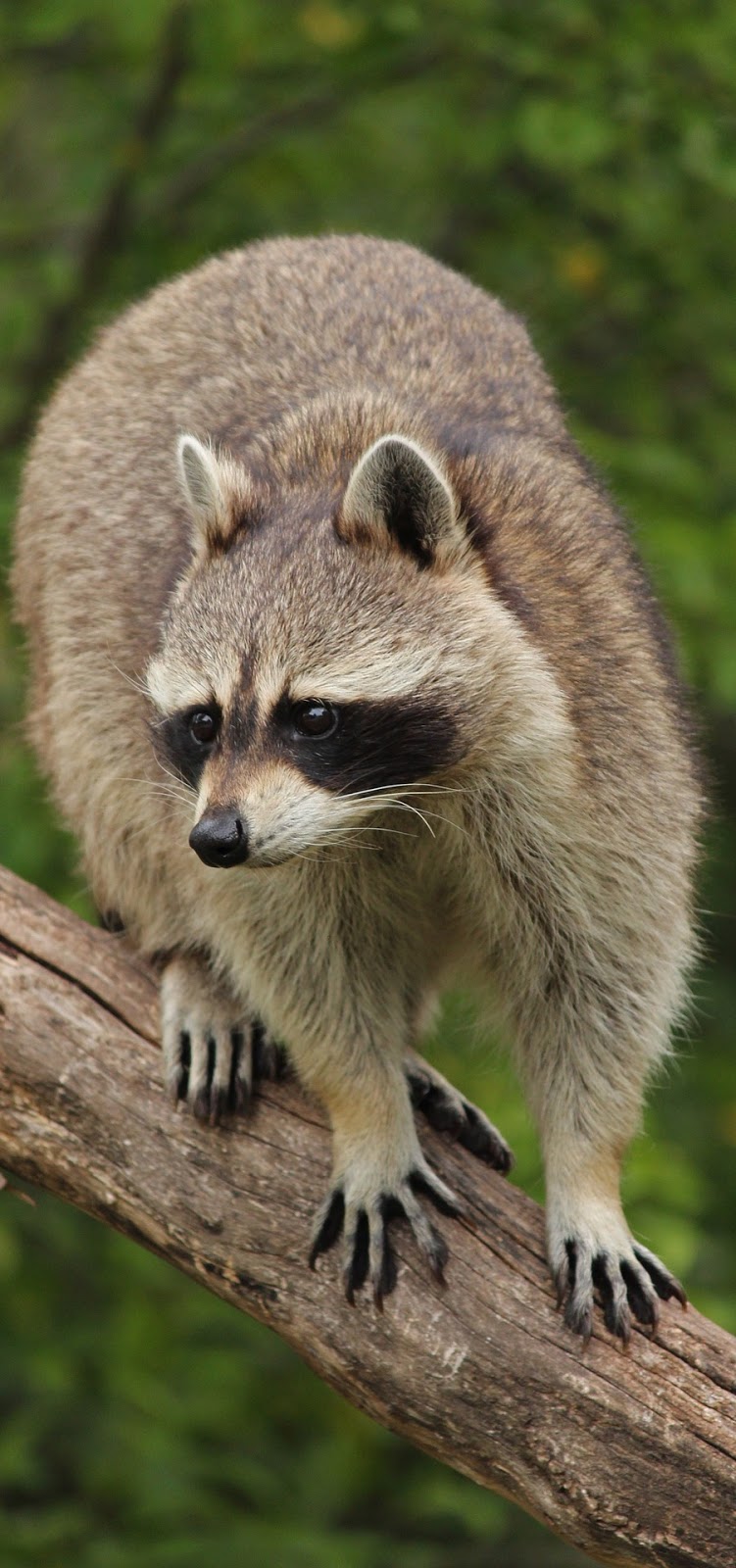  Raccoon on tree branch.