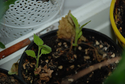 NOWE NASIONA NOWE ROŚLINY: PAULOWNIA OMSZONA ZDETERMINOWANA