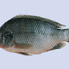 4 Perbedaan antara Ikan Mujair Jantan & Betina