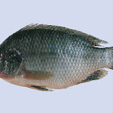 4 Perbedaan antara Ikan Mujair Jantan & Betina