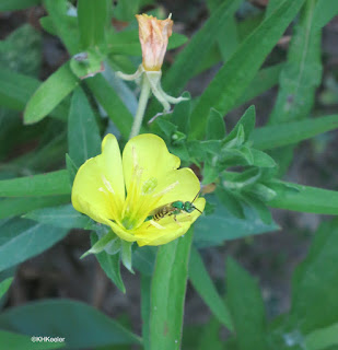 evening primrose