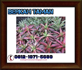 POHON BROMELIA ( Bromeliaceae ) - Tanaman hias taman