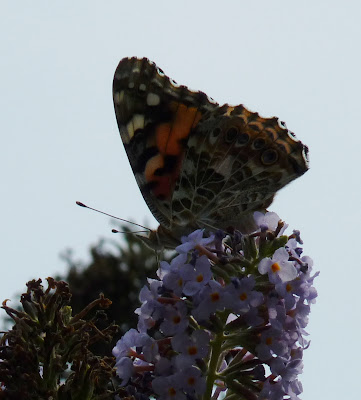 red admiral