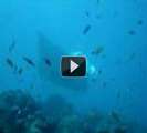 Maldives part 5 - Diving with Mantas in the Haa Alifu Atoll