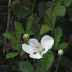 Today's Flowers:  Spring Speaks Softly