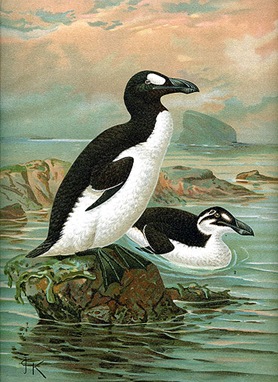keulemansgreatauk_1