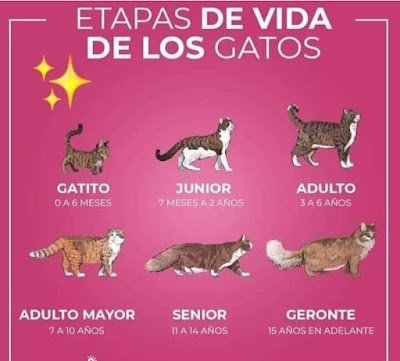 Etapas de Vida de los Gatos