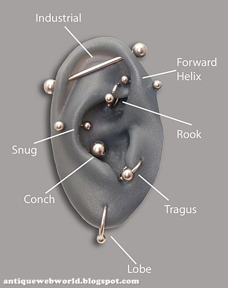 piercing types pictures. 2010 different piercing types.