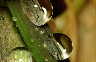 this is yellow color water drops