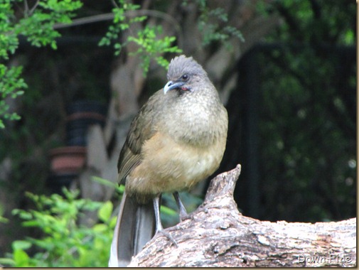 Birding valley nature center_029