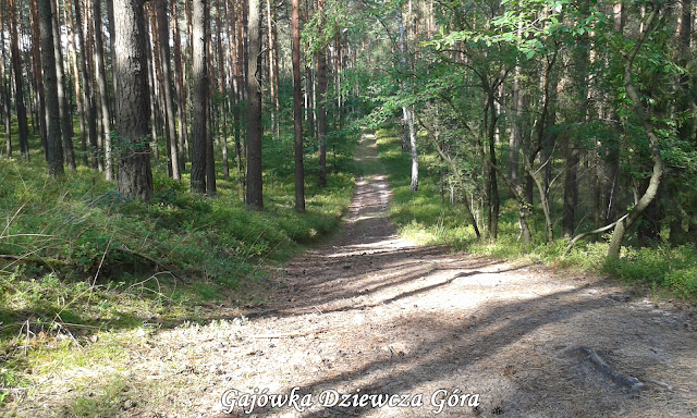 Dziewcza Góra, Okolice Lublińca, Lasy Lublinieckie