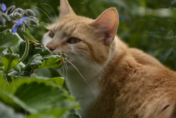 pus katt kattepus pusekatt