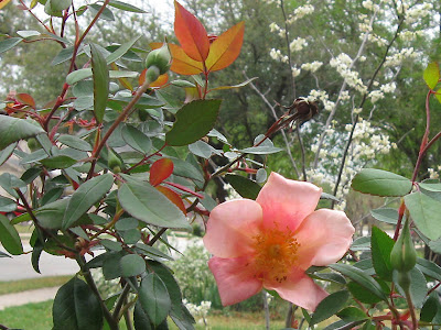 Annieinaustin, Mutabilis rose & Whitebud