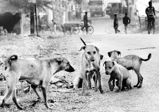 Gambar sekumpulan anjing liar