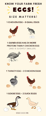 comparing egg laying poultry types