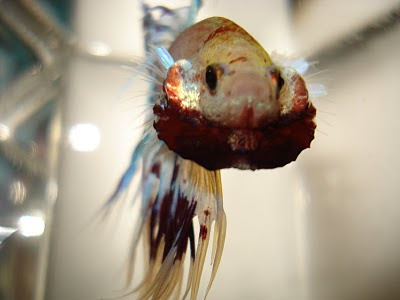 crowntail betta splenden