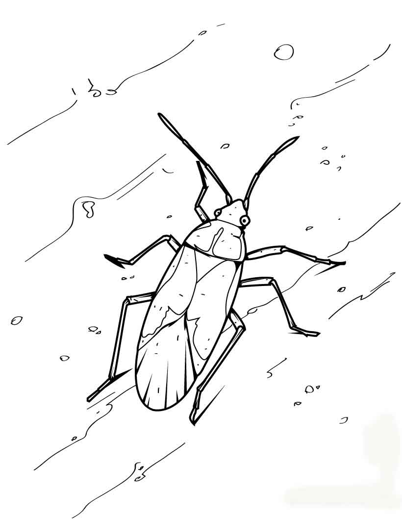 Download Insect Animal Coloring Pages Ideas