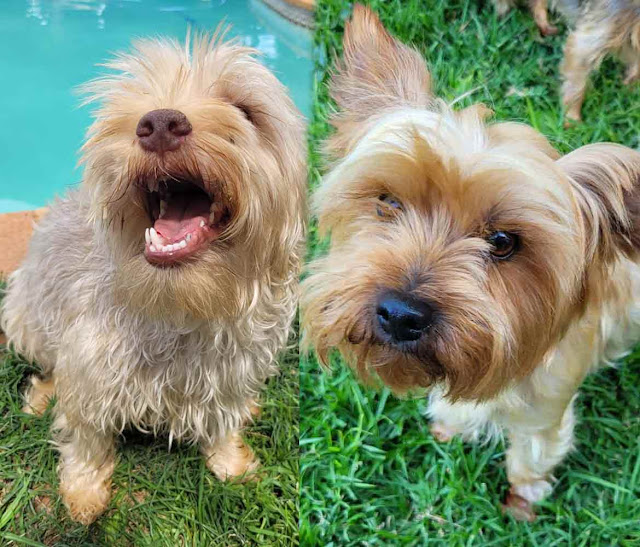 Fifi & Alfie two dogs standing by the pool