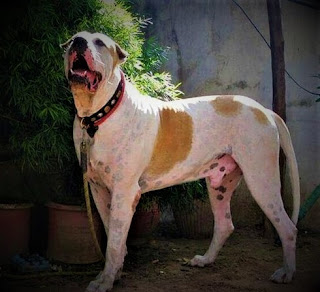 Bully Kutta history history Bully Kutta is an Associate in Nursing Indian dog breed, one among the four strongest dogs in the world, that is additionally common in Asian countries. These, we can say, are legendary animals that existed many years past, moreover, it's believed that they're nighest to the common (with several different breeds), relative - Associate in the Nursing ancient Molossian dog.  Because of many similarities, many believe that the bully was crossed with the Sindh and the most breed of Alaunt. The very name of the breed comes from the word "bochli" which is translated from Punjabi (one of the Hindi dialects, also derived from Sanskrit) to mean -- "very wrinkled." Of course, this is due to the specifics of the skin around the neck, as in this place it is collected in the folds. Most likely, such a distinctive feature appeared in the process of evolution, as a protective measure against the bites of opponents. The word "Kutta," in turn, means "dog."  In addition, to types of bully kutta, there are other names of this breed, and there are quite a lot of them:   Indian Alangu Mastiff; Kutt's bully; Alangu Mastiff; Indian Mastiff; Indian Alangu Mastiff; Sind or Sindhi Mastiff; Pakistani bully; South Asian Mastiff; Talla Bulli; Desi Bulli; Bongani bullies; Pakistani Mastiff.            Traditionally, these animals performed several functions at once, being quite universal dogs, having great power and power. Their innate qualities have evolved over the centuries by humans, making dogs perfectly adapted for protection, protection, and hunting.  Hunters used a bully kutta when they went to a big game, such as a bear, a tiger, a water buffalo, a cheetah, and even a lion. Moreover, they were sure that the dog will not be afraid, and will not retreat before the enemy who significantly exceeds it in size and strength. In addition, since ancient times this breed is used as fighting dogs, in dog fights. Even in modern India and Pakistan, such fights are not uncommon, although they are now conducted in secret, clandestinely. In 2018, Indian police arrested one of the organizers of such fights, which is actually an isolated case, although fighting is held everywhere.  Indian bully club recognizes not all dogs of this breed, as many Indian and Pakistani breeders cross their dogs with other breeds in order to adapt them as best as possible for clandestine dog fights. The official criteria and standards are quite strict.   Characteristics of the breed popularity                                                           01/10  training                                                                07/10  size                                                                        10/10  mind                                                                     08/10  protection                                                          08/10  Relationships with children                         06/10  Dexterity                                                             04/10     Breed information country  Pakistan, India  lifetime  8-10 years old  height  Males: 76-112 cm females: 71-92 cm  weight  Males: 70-90 kg females: 70-90 kg  Longwool  Short  Color  white, tiger, brown, black   biggest bully kutta description  The bully Kutta dog has a large size, mighty, athletic physique, and developed musculature. The neck is powerful, with folds of skin, the head is streamlined, the ears are small, usually cupped. The chest is wide, and the limbs are long and muscular. The hair is short. The colors can be white, tiger, brown and black.     Aseel bullied Kutta's personality The bully Kutta dog is a strong animal in every sense. In terms of character, including. Let's say at once if you have a character soft, timid, or you feel a subconscious fear of a big dog, and can not dominate it, in any case, this breed does not start. It is simply dangerous, not only for you but also for other dogs with whom your pet can cling on the street, as well as for other people. After all, if he does not recognize your authority, will not see in you a leader and the highest mind, which must be unconditionally obeyed, you simply will not hold this animal. Especially given the huge size and weight of the dog - an adult can weigh up to 90 kg.  They have a rather stubborn and wayward character, they need a firm hand and skillful leadership, which imposes on the owner a certain responsibility. However, if you have managed to achieve the goal, the dog will be eternally devoted to you, without hesitation will give your life, and will be the most faithful and loving friend in the world.  Dog bully kutta is very smart, she perfectly understands the person, his words, and emotional state, and, as a hereditary hunter, perfectly feels fear. It's about the fear of big dogs - the bully tends to dominate, and if she's afraid, she understands it and uses it.  In addition, the breed has a fairly high level of aggression, which is why in crowded places or in the presence of other dogs with which conflict can come out, necessarily requires a muzzle. You need to always be alert if you're outside. Given the size of the dog, the ideal place to maintain is a private house with its own yard, where the animal can spend most of the time outdoors and guard the area. With this bully kutta copes perfectly for hundreds of years of its history, guaranteeing his family the safety and safety of property, and the intruders - severe injuries and injuries. It's at best. Because in a similar situation, bully first attacks, without unnecessary prefaces, and everything else (including the police and ambulance) - then.  Strangers can perceive neutrally, so to speak - intelligently, and without unreasonable aggression, but with the right education. Socialization, obedience training, behavior control - things are badly needed.  The breed has a high level of energy, and a large muscle mass, which must be maintained. At least an hour a day you should pay for physical activity for your dog if you are unable to live in a private home. But, even if there is such an opportunity, in any case, you should try to spend more time with your pet, and in the process of active games and training be sure to use elements of training. Children bully perceives normally, but just in case alone with a small child such as a large dog is better not to leave.  Try to have different toys, as bully Kutta likes to nibble. By the way, with a lack of activity and walking, the dog will gain weight, and his character will be destructive - imagine what he will turn into your apartment, besides, given his tendency to nibble and chew objects.     teaching The strong-willed character of a real fighter is a bully Kutta. The breed is not suitable for insecure people and needs persistent education. Despite their combat temper, the Bulls are very smart and with skillful leadership, they can become the perfect companion, friend, and protector. They can be taught a lot of different commands, but, most importantly - it's still basic commands and their unquestioning execution. Which is actually not so easy to achieve. A huge role is played by the position of the owner, and the position of the dog in the family, that is, you need to literally from the first days introduce in the house certain rules that must be strictly implemented. All family members, no exceptions.  First, the puppy should sleep separately, in any case, should not sleep with him in the same bed otherwise the dog may have a false impression of equality with its owners, which should be avoided by all means. You can't feed a dog off a table, it's forbidden. Moreover, it is highly desirable to train the pet to eat after the owners have eaten if you live in the apartment and the dog's diet correlates with your lunch or dinner.  If you want to give a tasty - command to sit or lie down, and only after the team pampers the dog tasty. If the dog is guilty or misbehaved in training when coming home do not feed it lunch - the animals feel the time, and if you delay the moment of eating for an hour, it will only entrench your position as leader. But it can be done only in edification, as an element of education.  In the process of training, try to avoid beatings and rudeness, to be patient, to be consistent, positive, strict - but wise owner, who primarily loves his pet. Also, the case will help full pockets of goodies.     care The breed has a short coat, which should be combed once a week. They shed moderately. The claws are trimmed three times a month, the eyes are cleaned daily, and the ears - three times a week. You need to bathe the dog at least once a week.     Common diseases Bully Kutt dogs are prone to various diseases, including:  hip dysplasia; itchy skin caused by allergies Scabies; pyoderma and other bacterial skin infections; loss of skin pigmentation, known as vitiligo; Blindness progressive retinal atrophy; Noises in the heart; Valve problems enlarged heart.