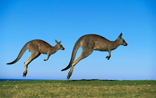 Kangaroo Jump Wallpaper 1920x1200