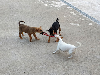 Three of the puppies playing together