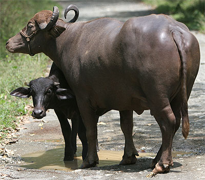 Cow Buffalo Bull Ox  Download Photos