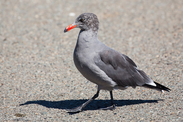 GAVIOTA MEXICANA - Larus Heermanni