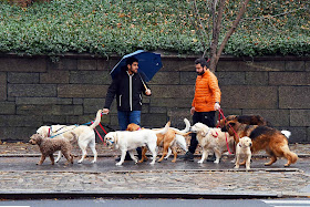 Dog walkers in New York City