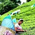  Coffee Regions in India