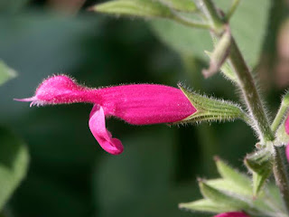 Salvia dorisiana