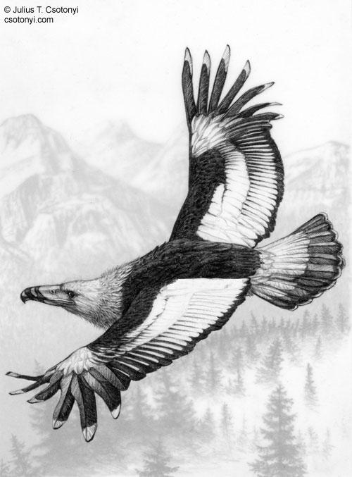 ivanildosantos gambar burung garuda  terbesar