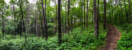 Oak Opening on the Ice Age Trail Blue Spring Lake Segment